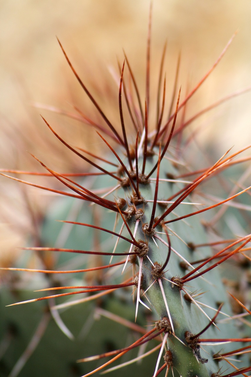 cactus twinge plant free photo