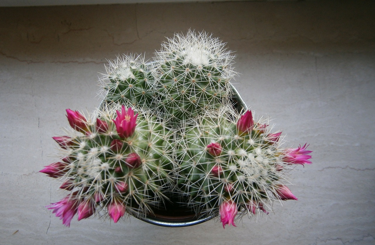 cactus bloom sting free photo