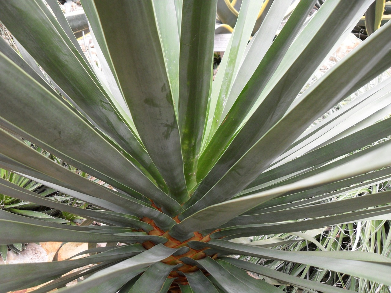 cactus plant green free photo