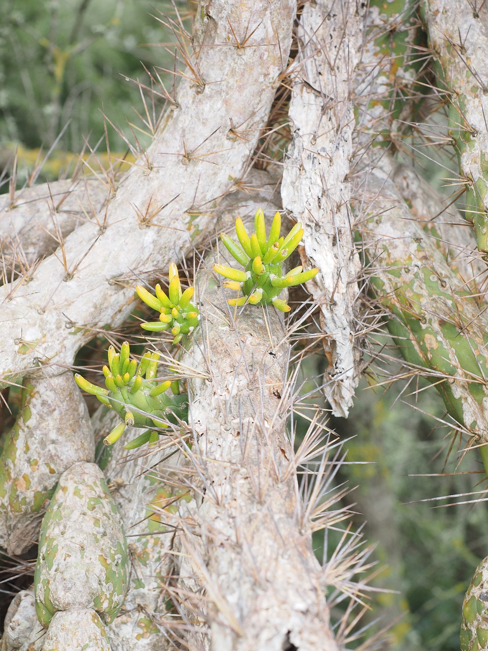 cactus opuntia engine free photo