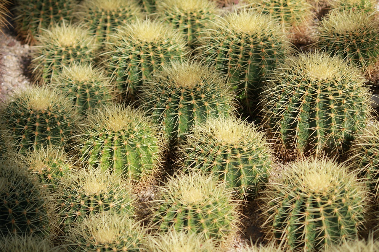 cactus plants green free photo