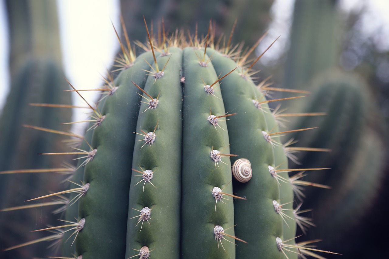 cactus desert thorns free photo