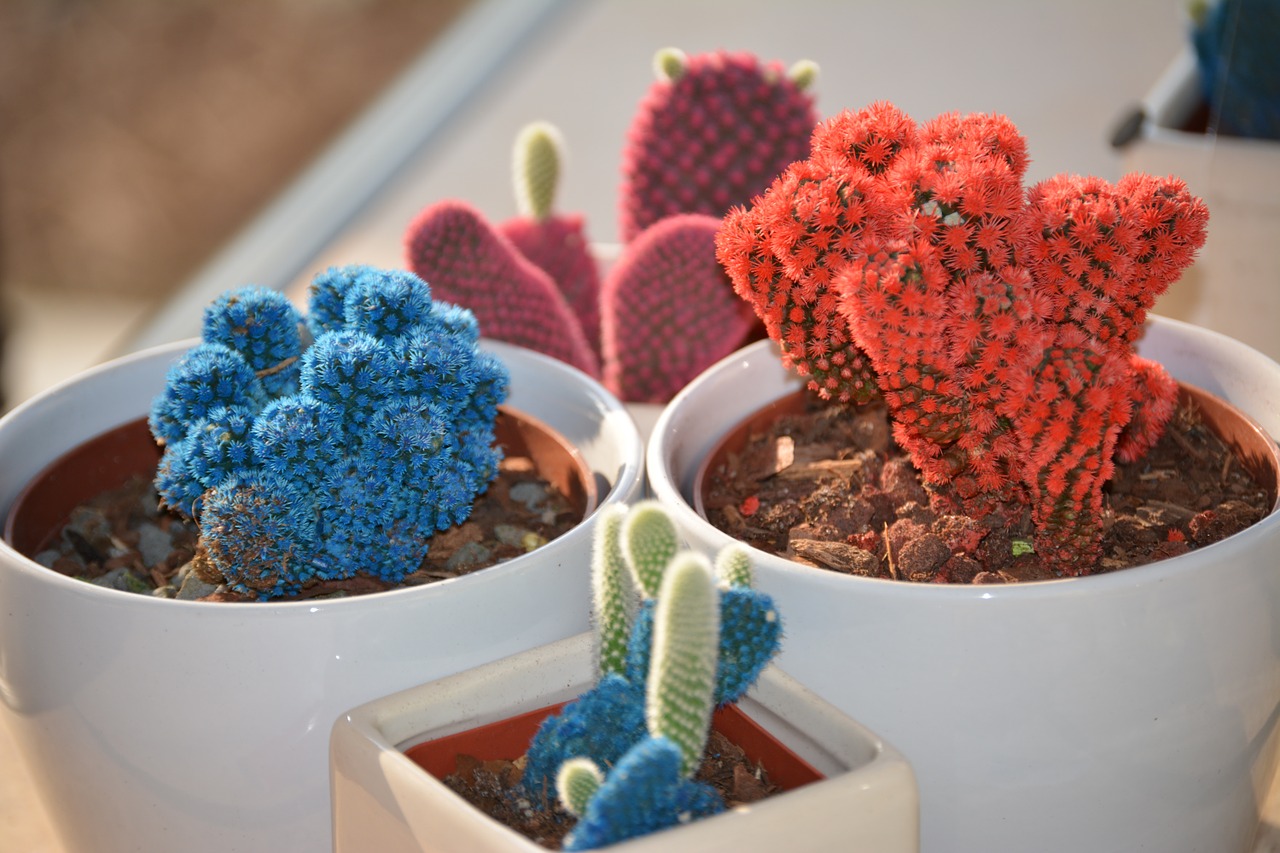 cactus cacti potted free photo