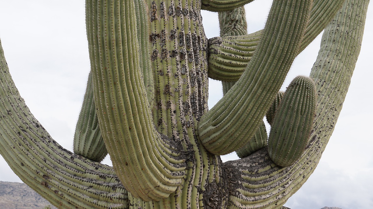 cactus arizona tucson free photo