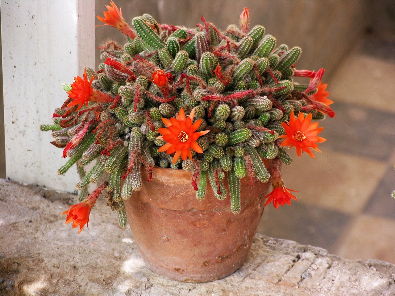 cactus flowering cactus tile free photo