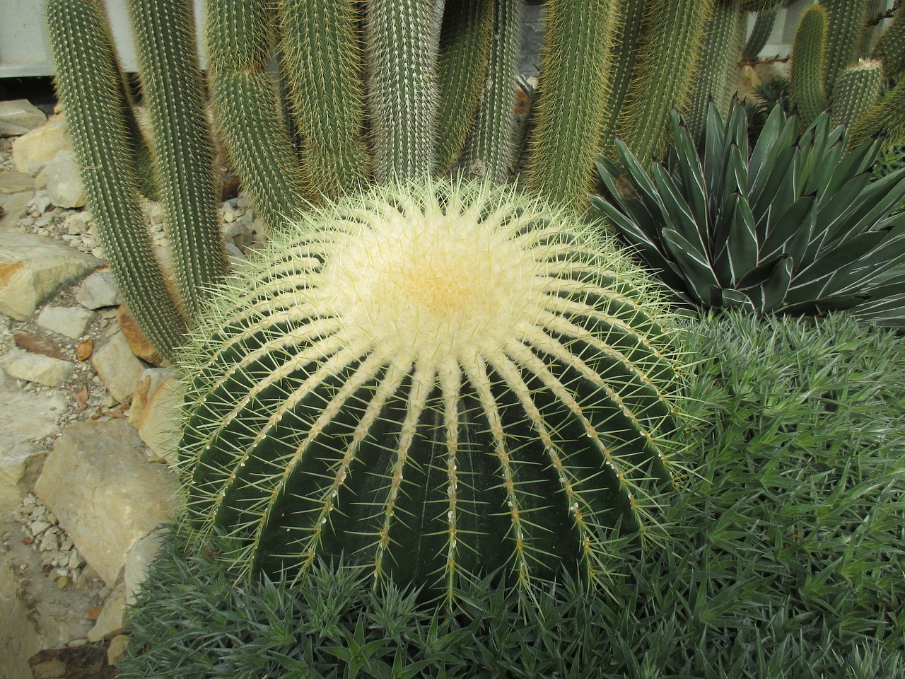 cactus greenhouse flora free photo