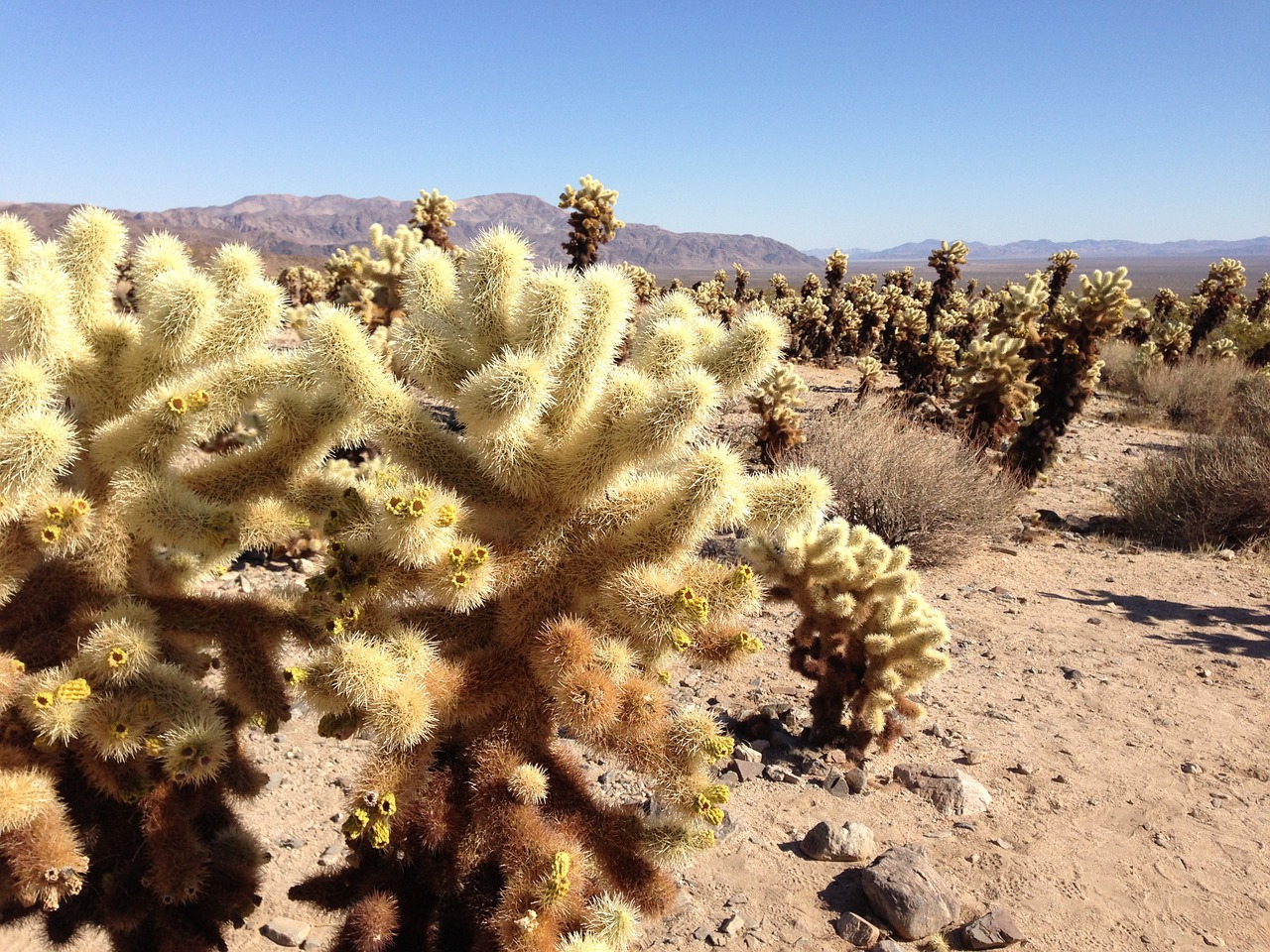 cactus desert landscape free photo