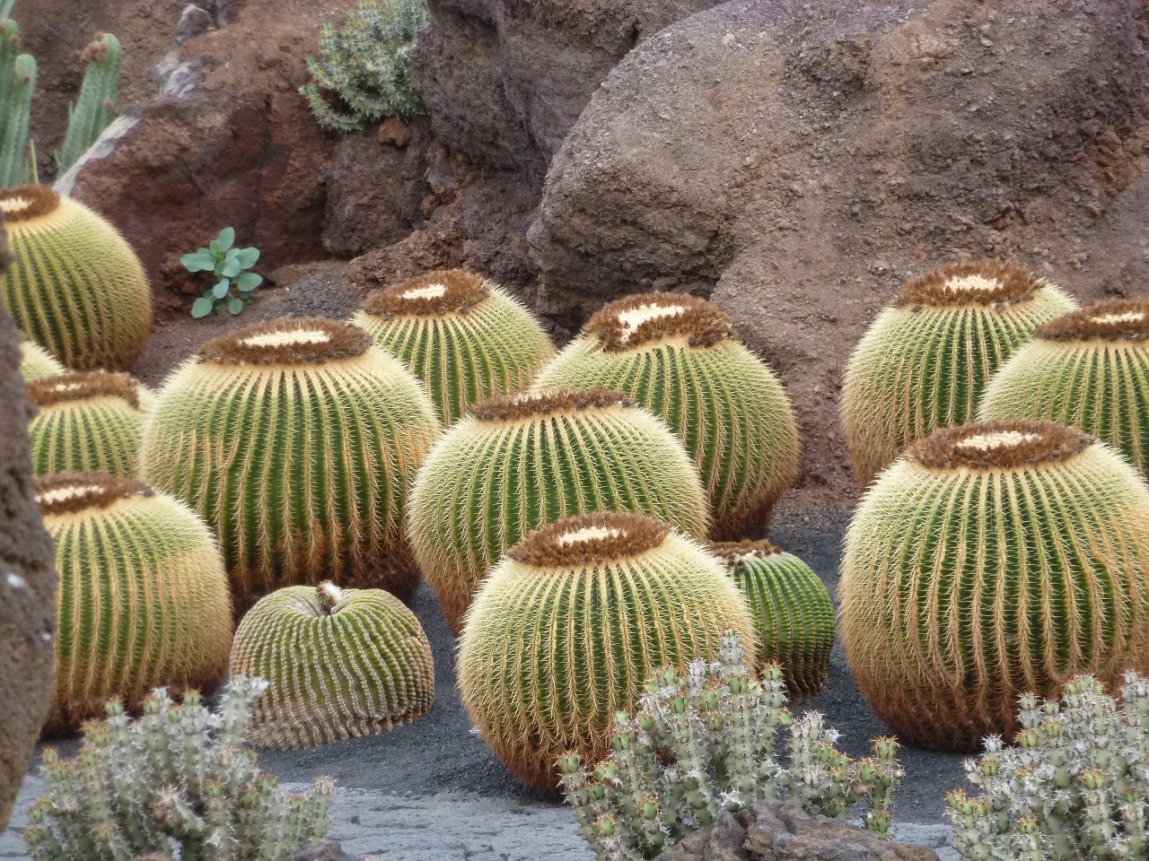 cactus dry prickly free photo