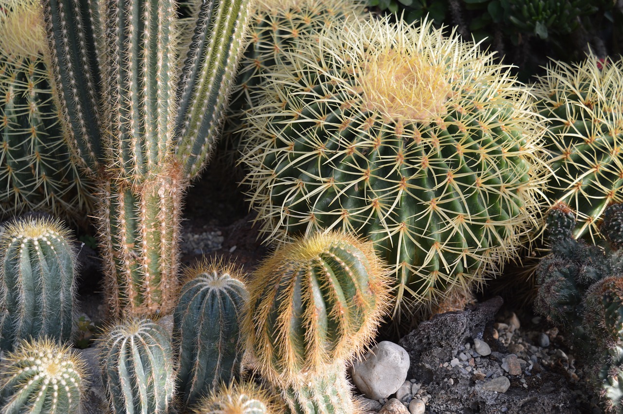 cactus cacti plant free photo