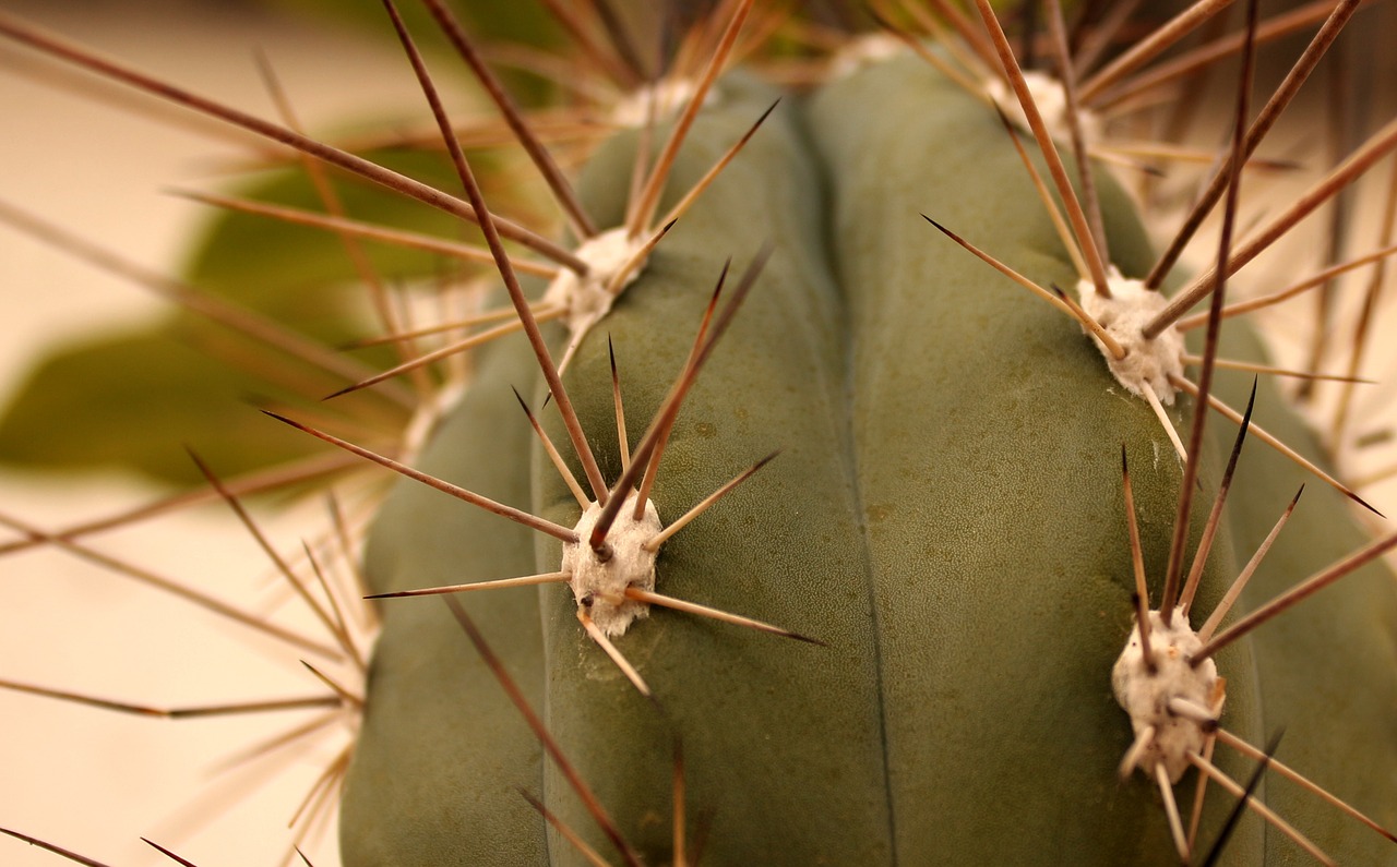 cactus needle plant free photo