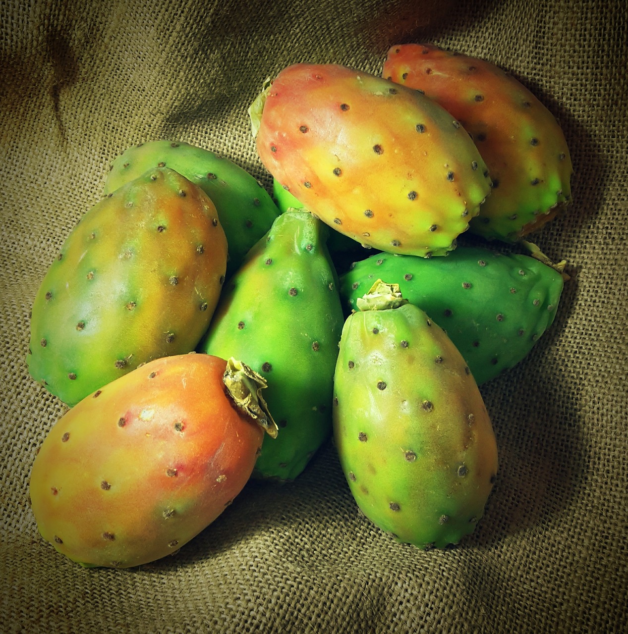 prickly pear cactus fruit fruit free photo