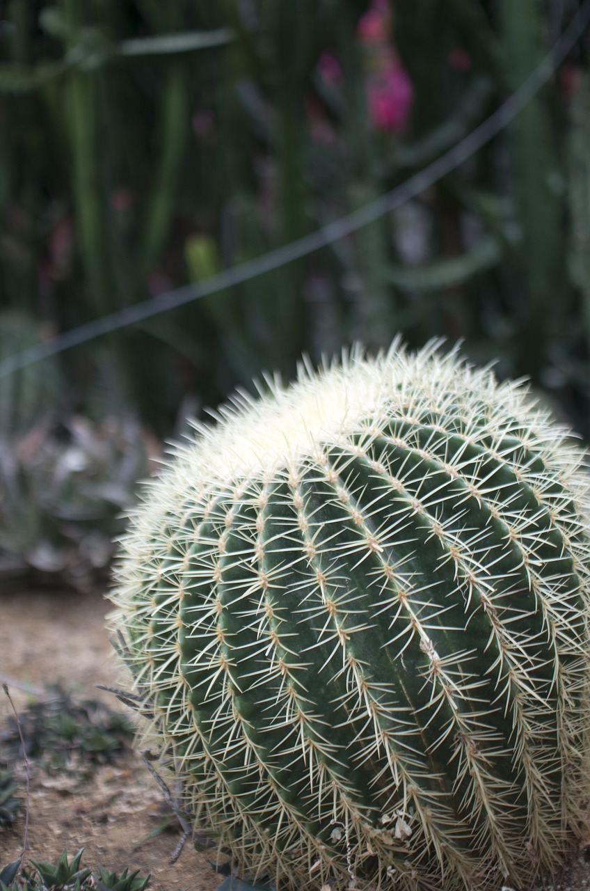 cactus thorn background free photo