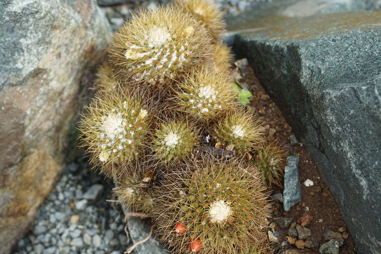 cactus plant nature free photo