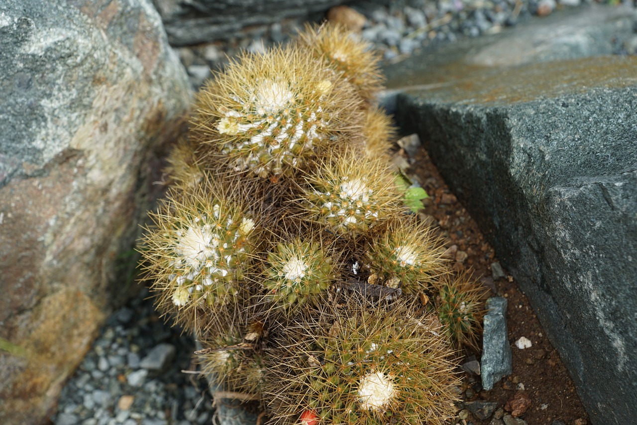 cactus green stones free photo