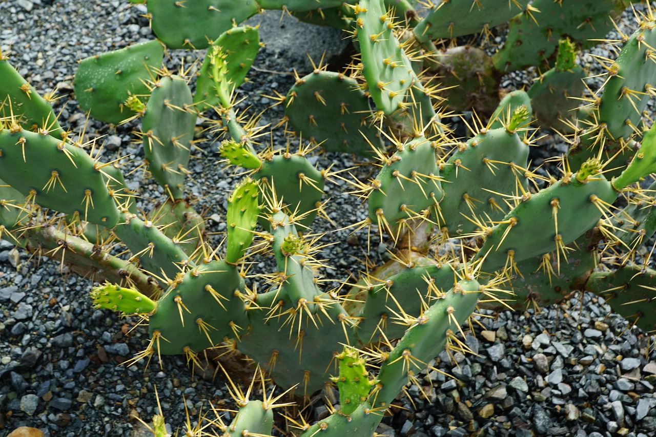 cactus plant nature free photo