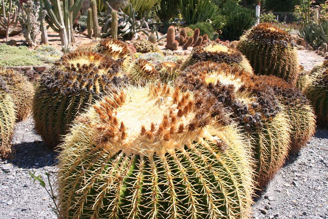 cactus plant garden free photo