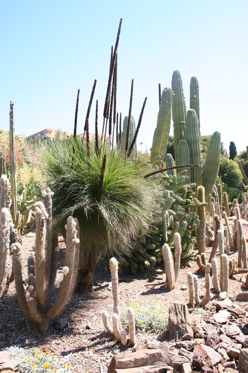 cactus mexico pungent free photo