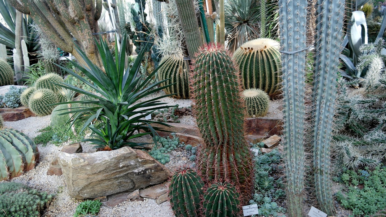 cactus cactaceae echinocactus grusonii free photo