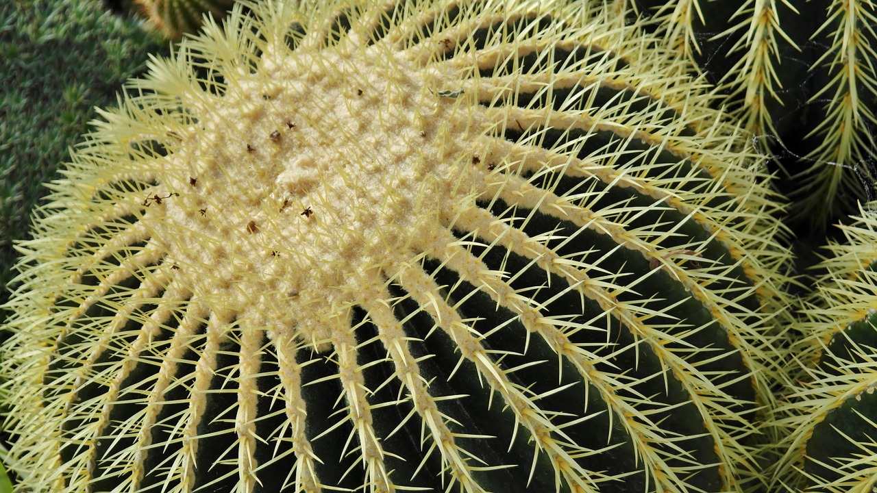 cactus ball cactus echinocaktus free photo