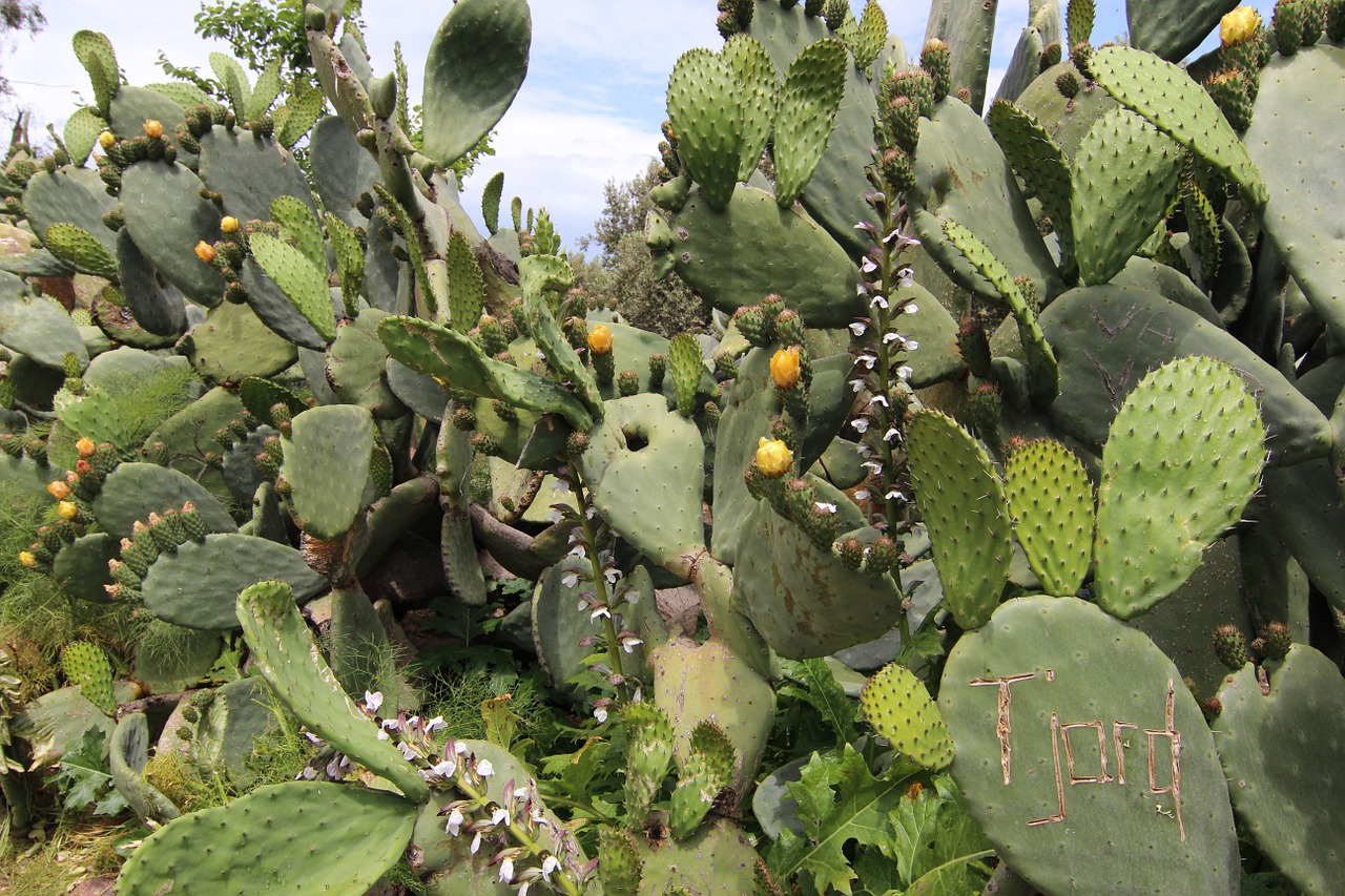 cactus prickly pears flowers free photo