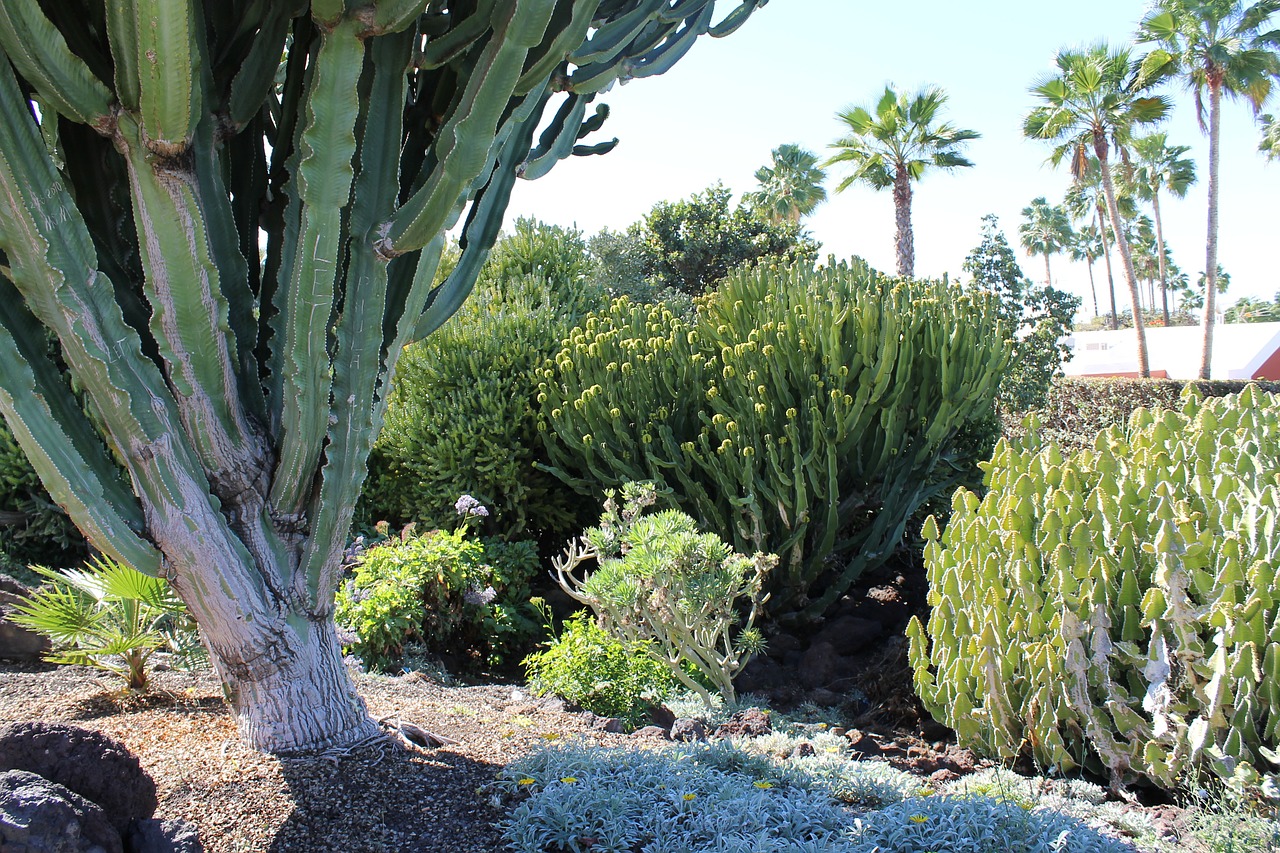 cactus landscape plant free photo