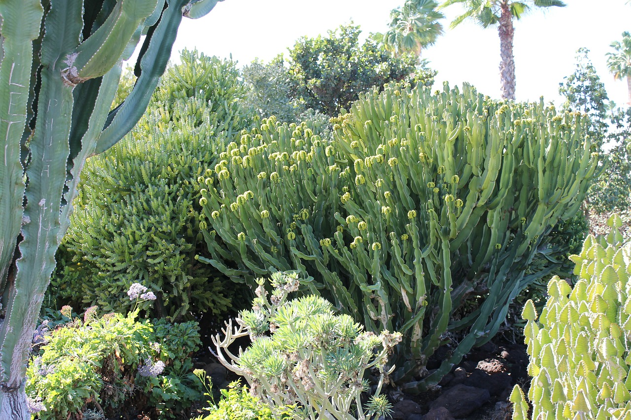 cactus desert landscape free photo