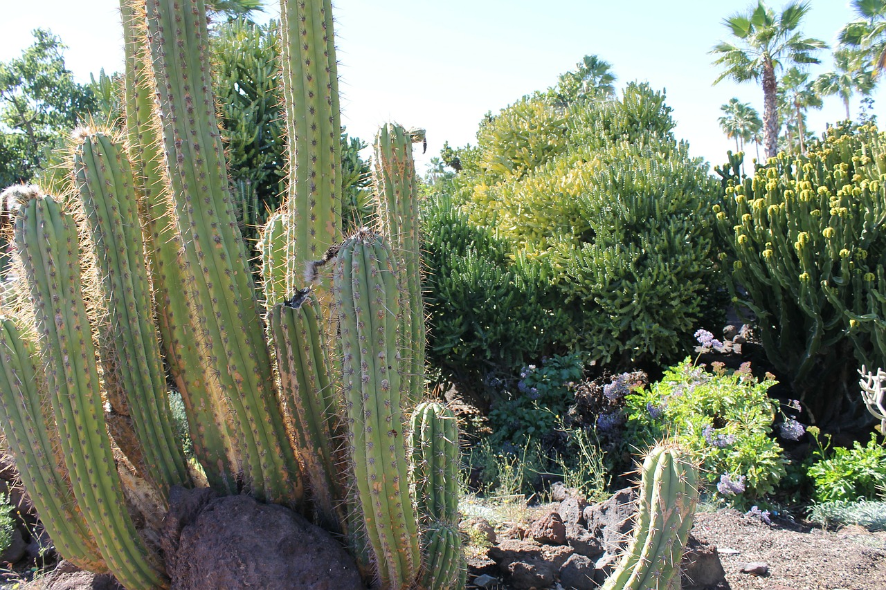 cactus desert landscape free photo