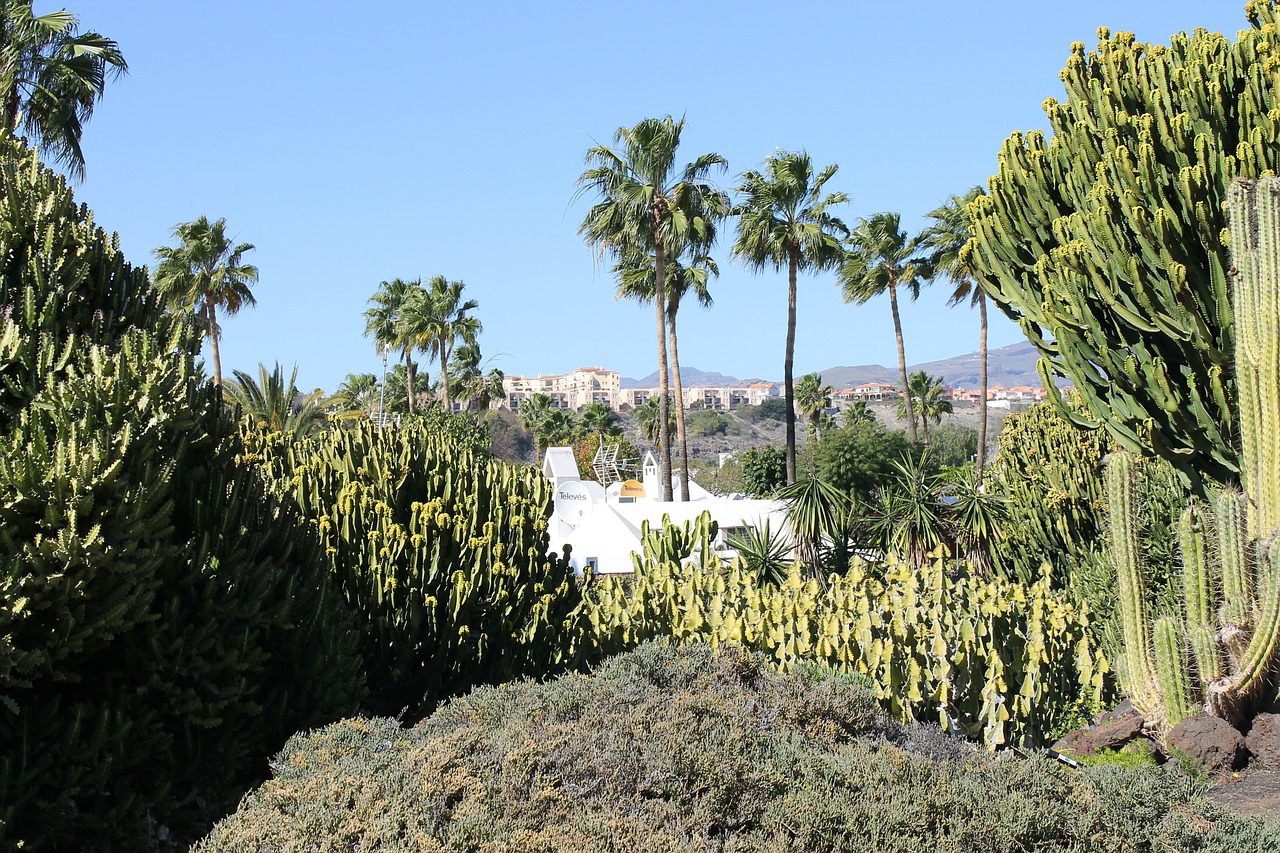 cactus desert landscape free photo