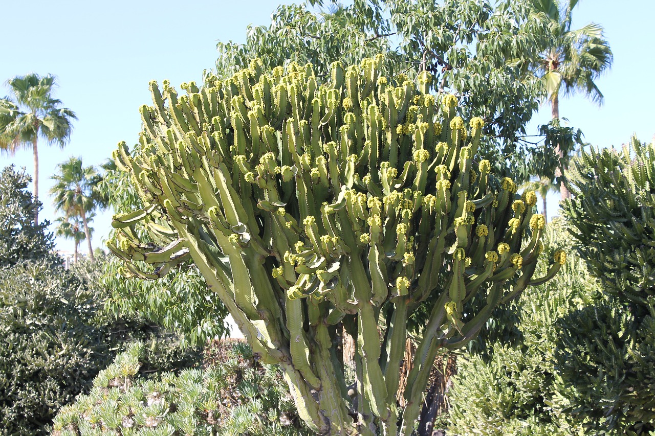 cactus desert landscape free photo