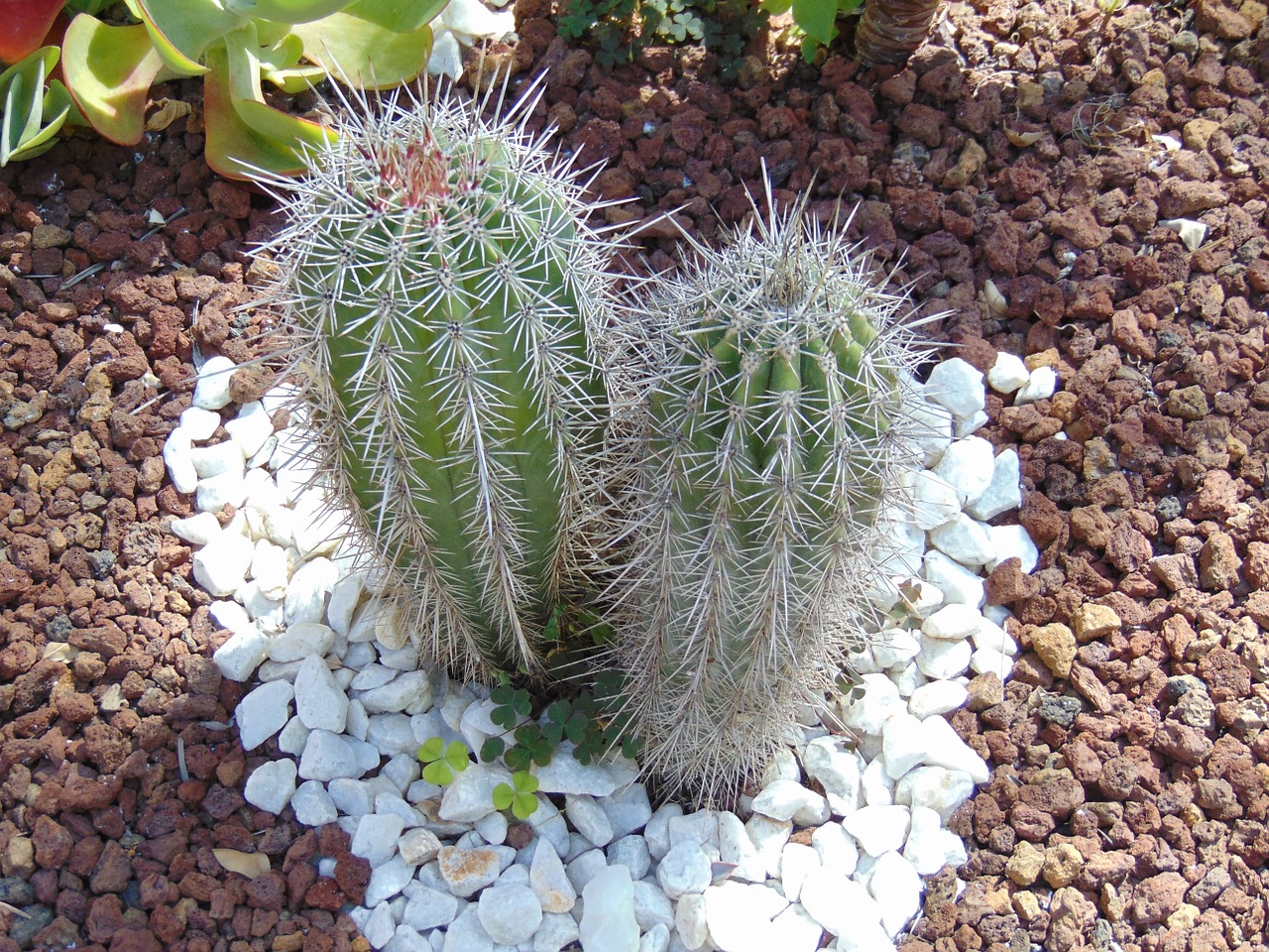 cactus plant spain free photo