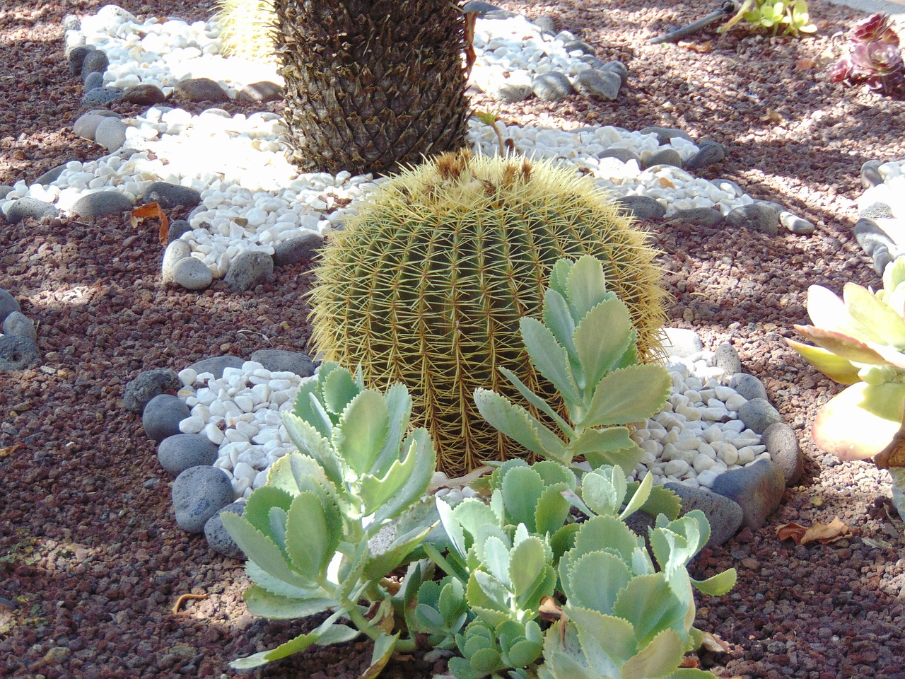 cactus plant spain free photo