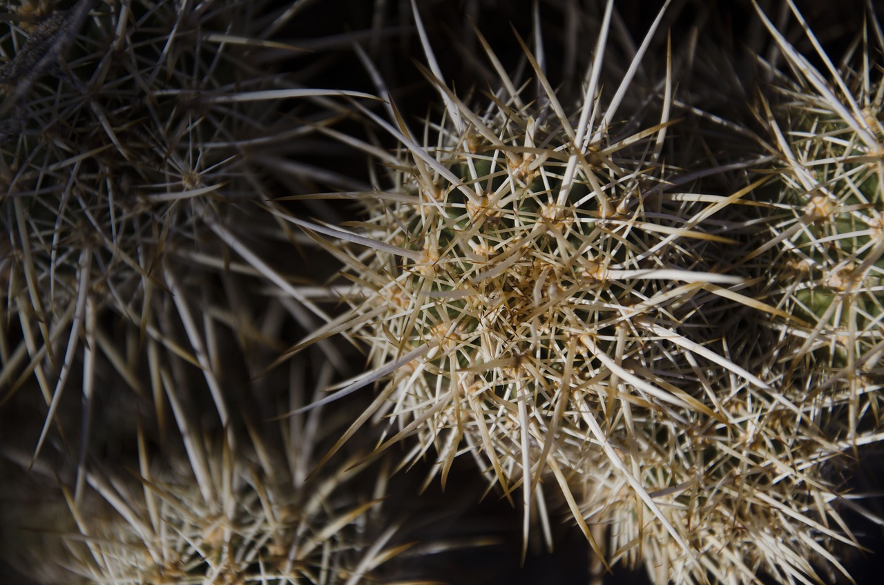 cactus spikes nature free photo