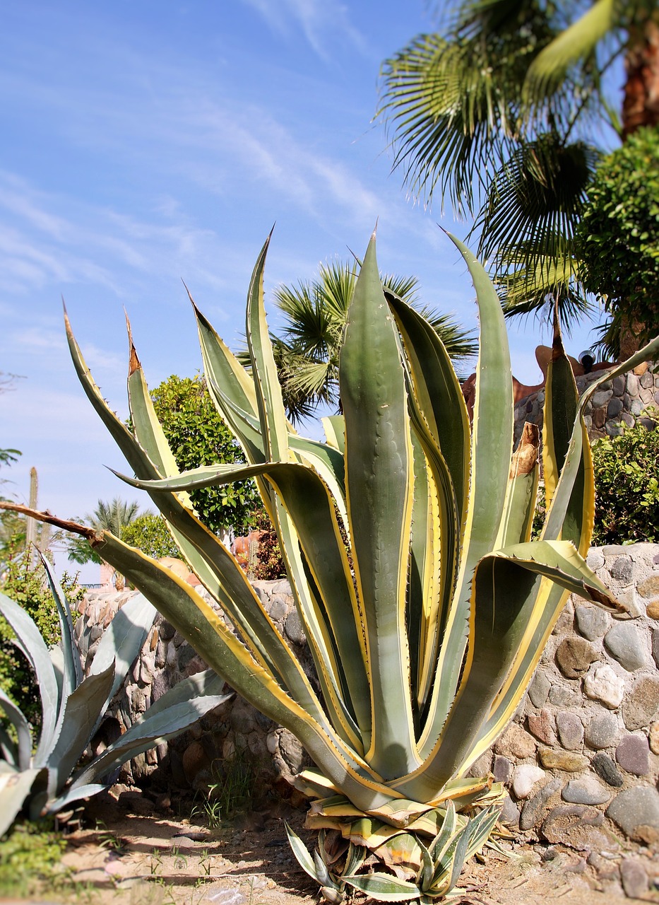 cactus aloe exotica free photo