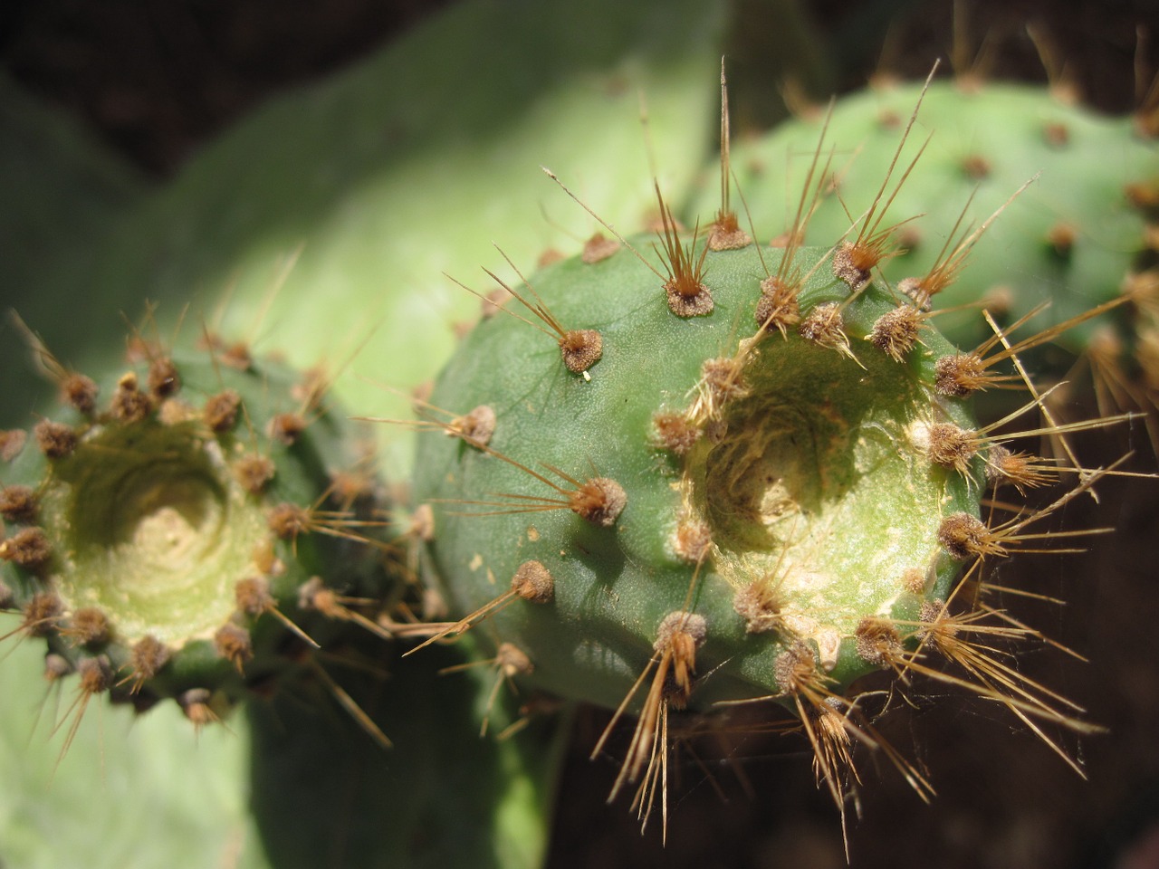 cactus prickly pear ficus indica free photo