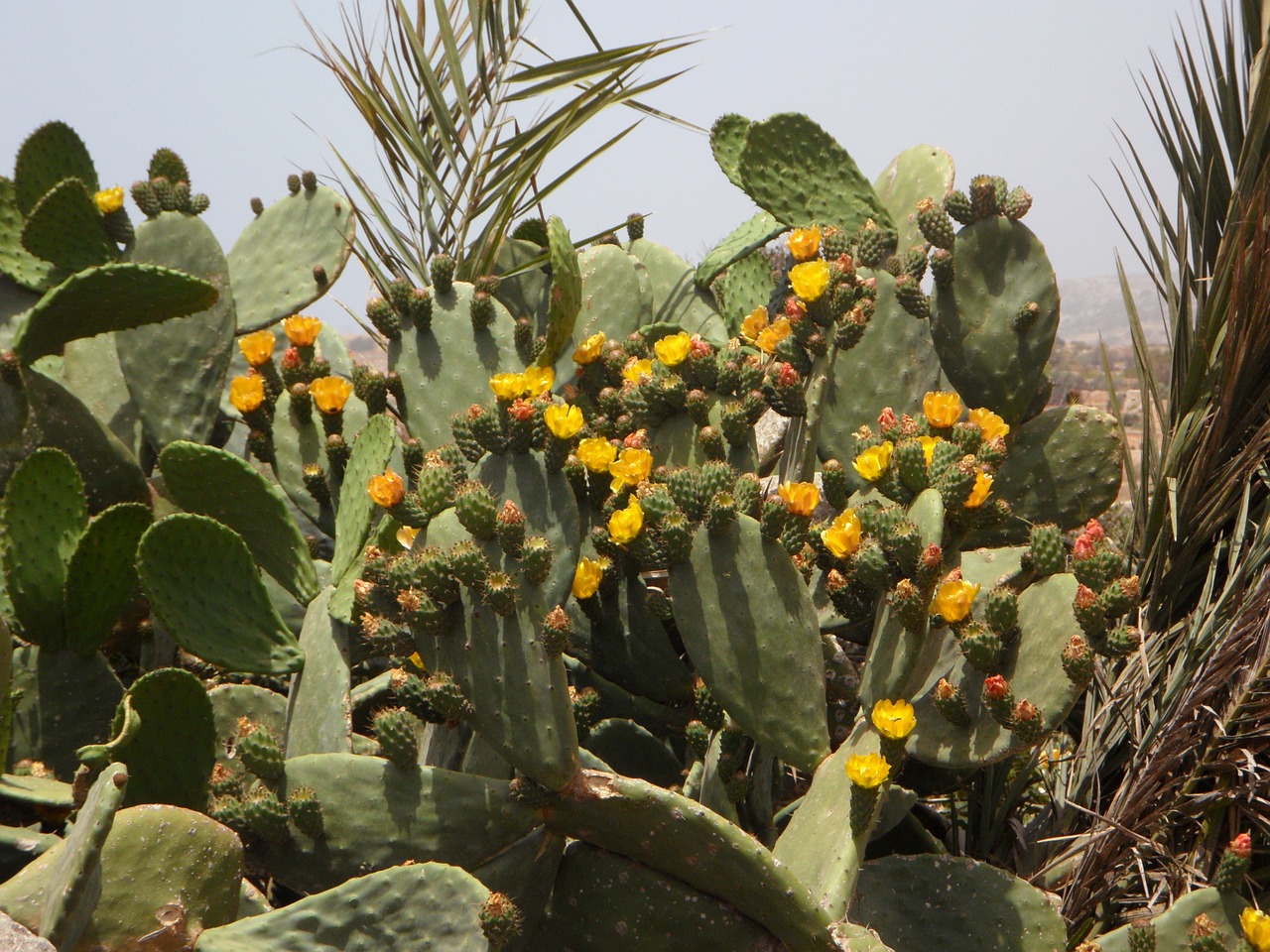 cactus bloom nature free photo