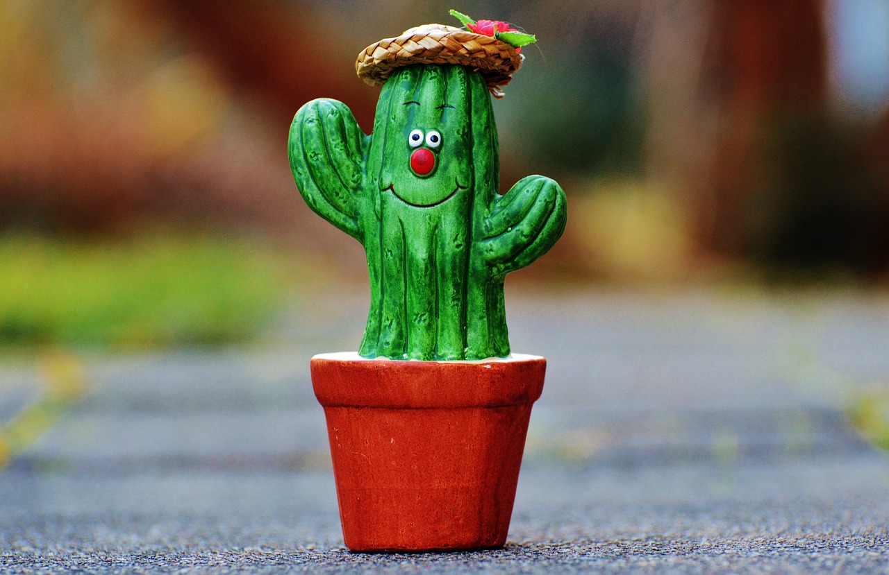 cactus straw hat face free photo