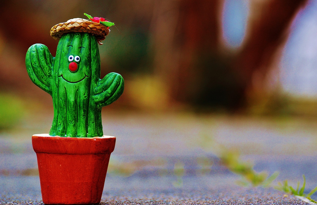 cactus straw hat face free photo