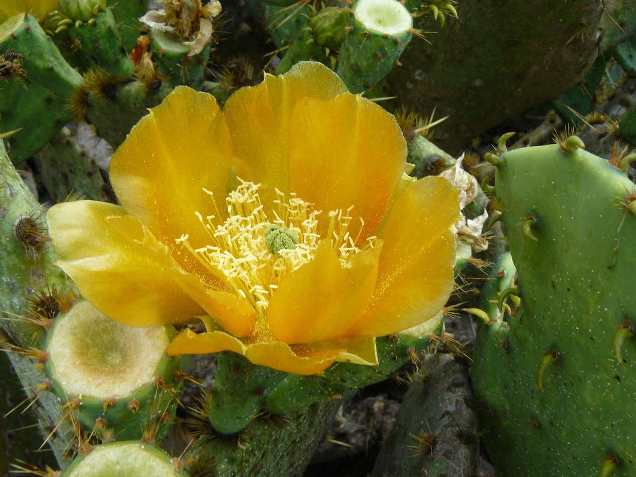 cactus flower yellow free photo