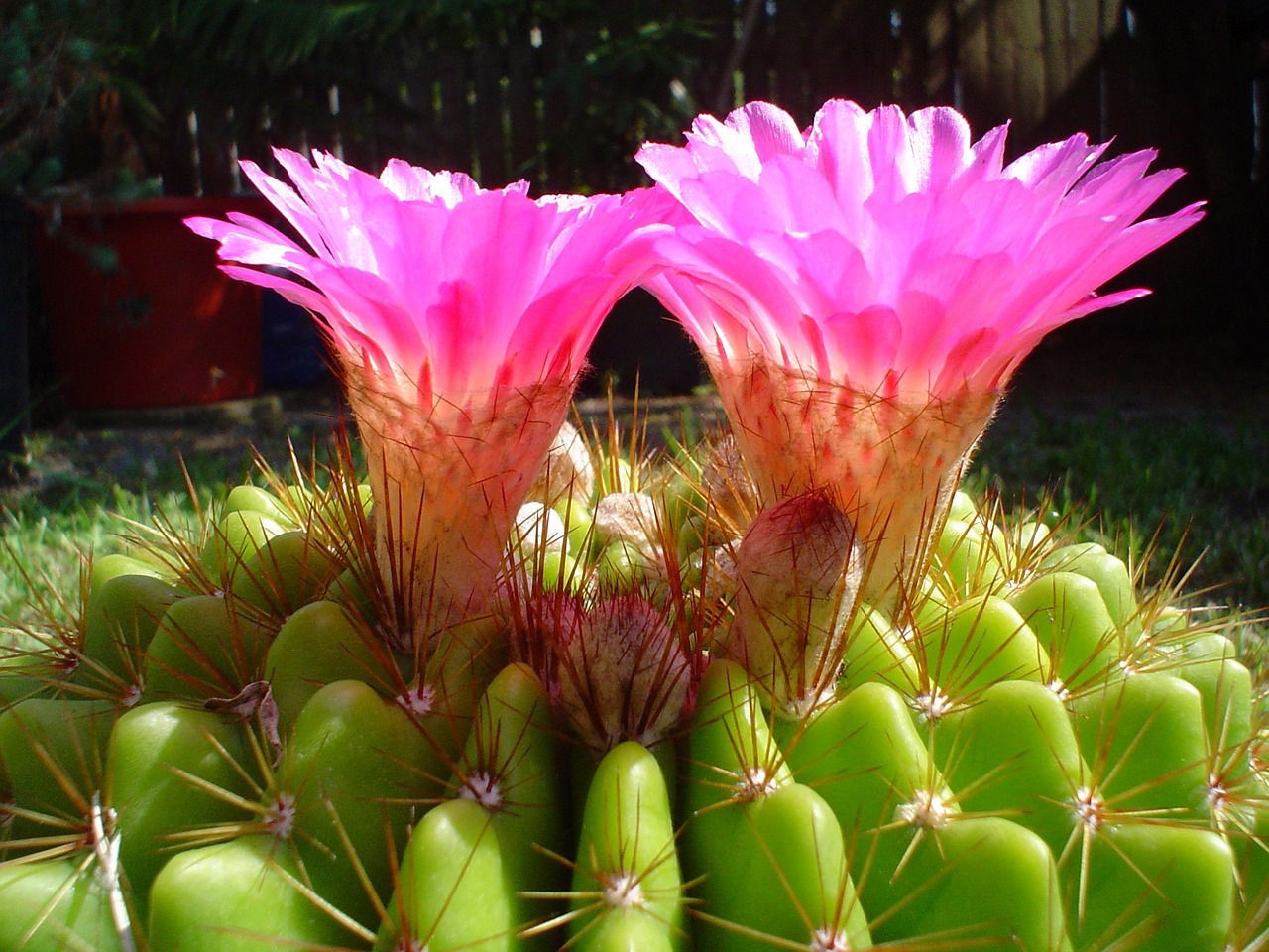 cactus flower garden free photo