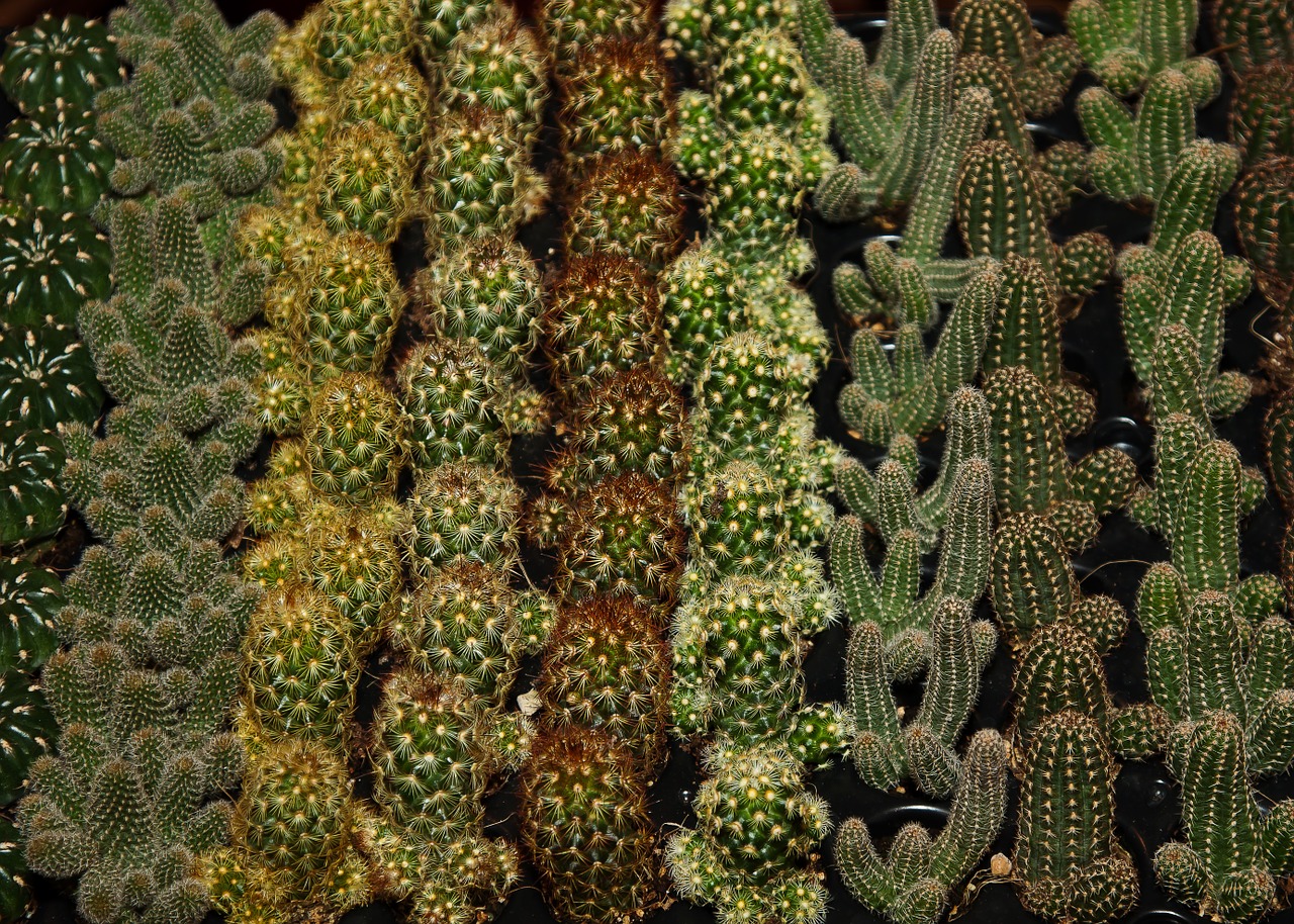 cactus varieties plant free photo