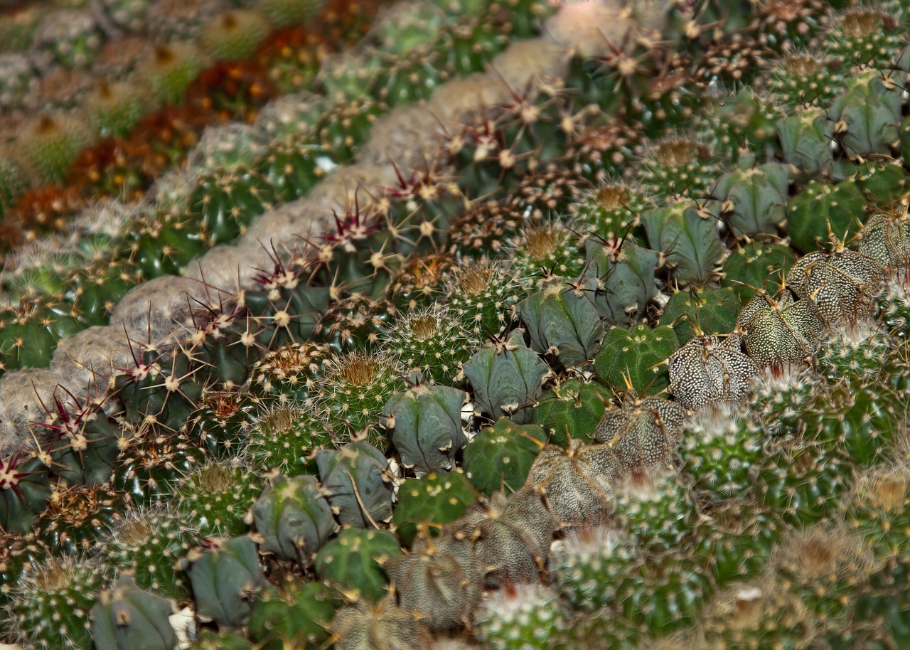 cactus varieties plant free photo