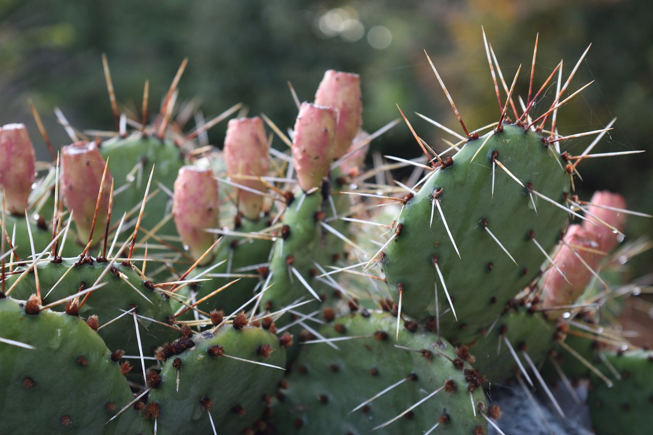 cactus plant cacti free photo