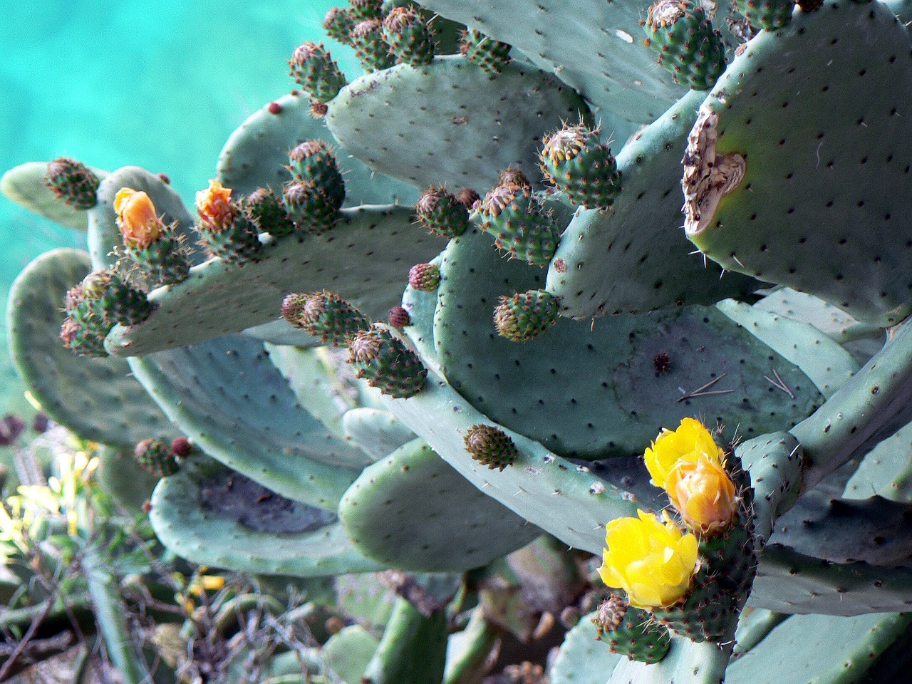 cactus flower wild free photo