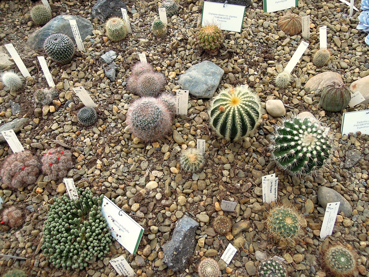 cactus cactuses planting free photo