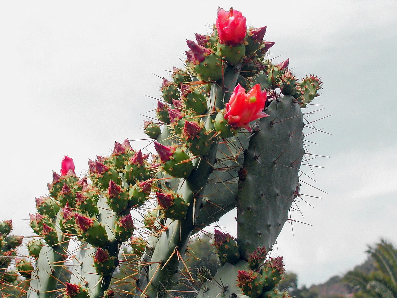 cactus prickly pear quills free photo