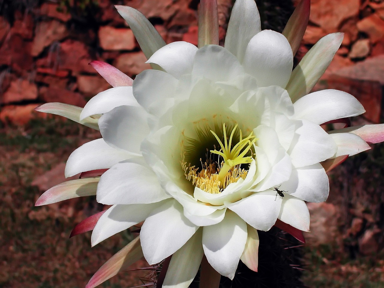 cactus flower flowering free photo