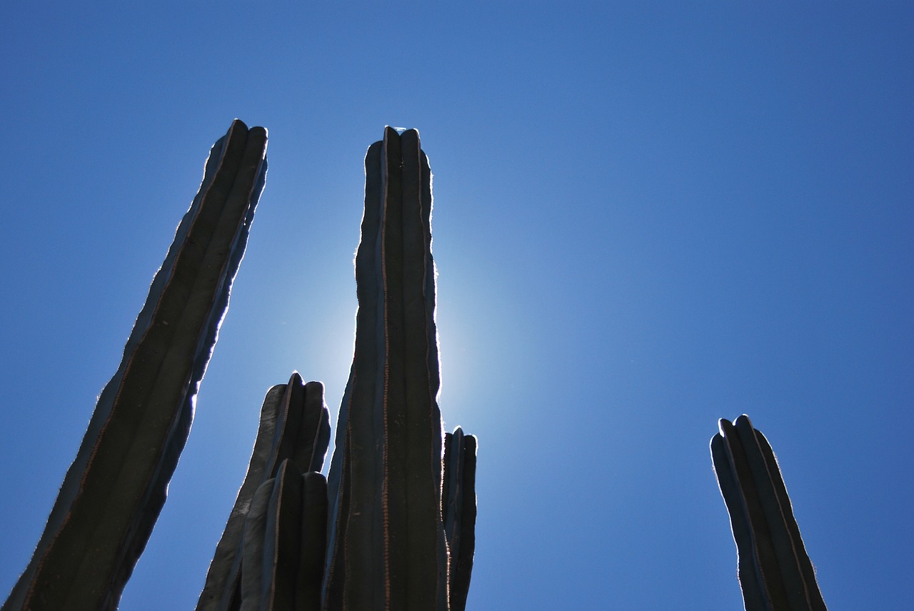 cactus back light silhouette free photo