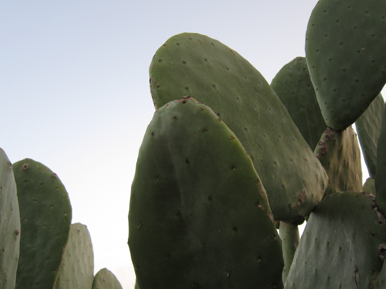 cactus prickly pear spur free photo