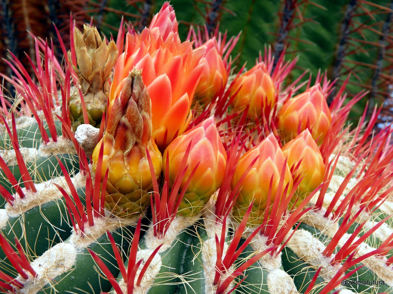 cactus blossom bloom free photo