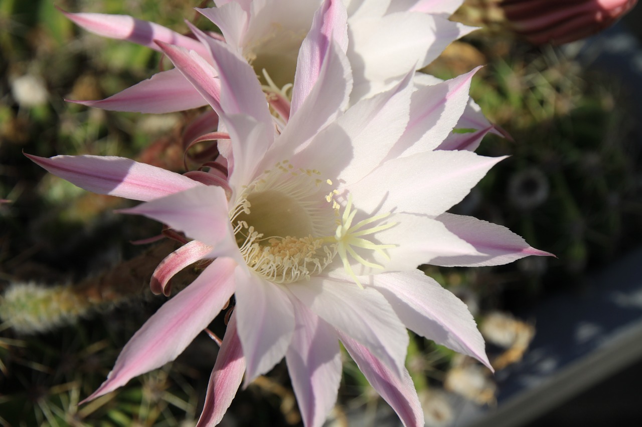cactus queen of the night blossom free photo